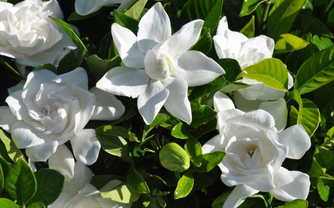 Gardenia jasminoides