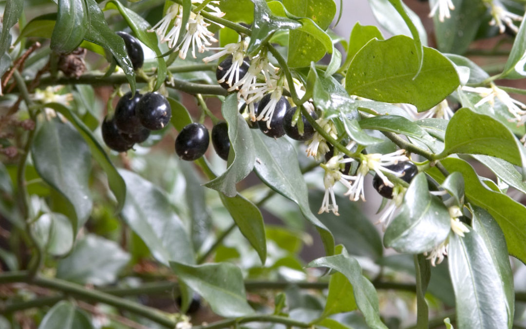 Himalayan Sweet Box Buds & Blooms Nursery